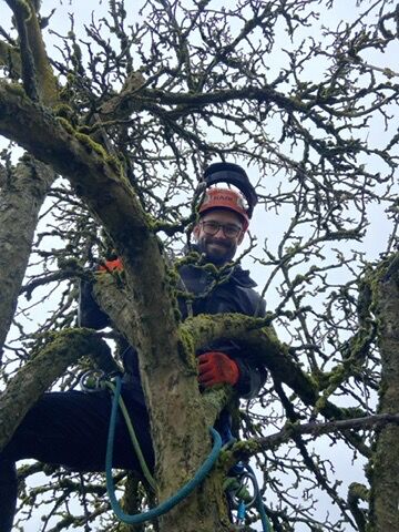 Im alten Obstbaum