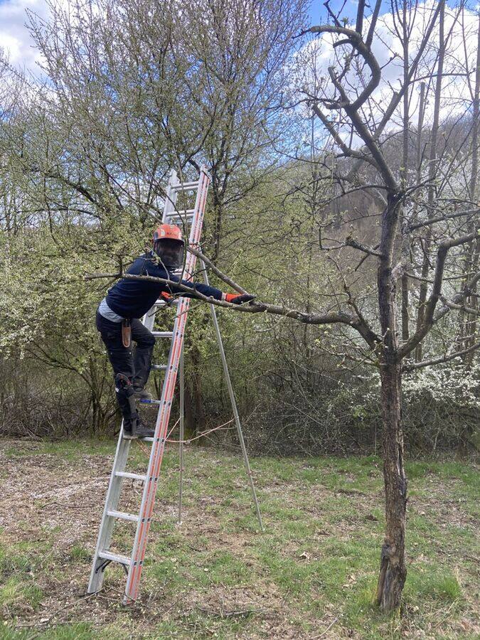 Schnittarbeit Frühling