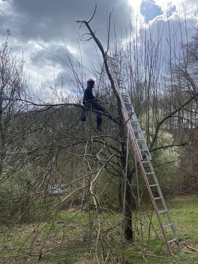 Silhouette hoch im Baum